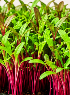 Beetroot microgreens